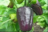 Paprika 1