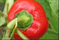 Paprika 4