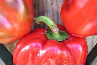 Paprika 6