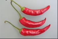 Pfefferoni 1