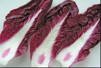 Radicchio 2