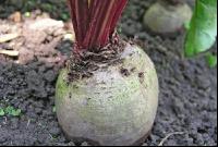 Rote Rübe 5