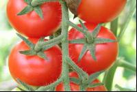 Tomate 1