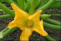 Zucchini 2