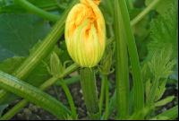 Zucchini 3