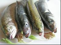 Frischfisch 1