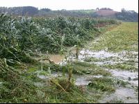 Soja Hochwasser 2