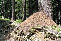 Ameisenhaufen 4