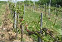Wein Hagelschaden 3