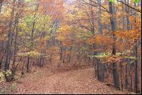 Mischwald 11