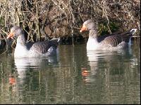 Toulouser Gans 2