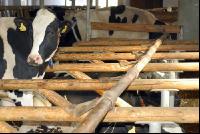 Holstein Liegeboxen 3