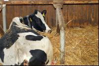 Holstein straw 3