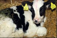 Holstein Stroh 2