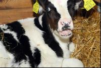 Holstein Stroh 3