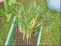 Krokusse ausstechen 4