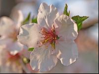 Mandel Blüte 4