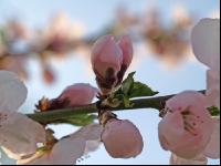Mandel Blüte 5