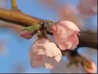 Mandel Blüte 3