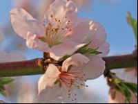 Mandel Blüte 2