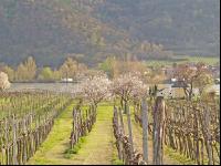 Wachau 1