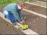 Kohlrabi setzen 1
