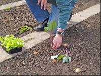 Kohlrabi setzen 2