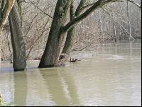 Hochwasser Donauau 1