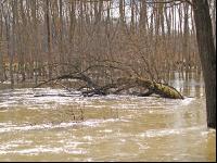 Hochwasser Donauau 2