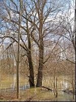 Hochwasser Donauau 4
