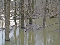Hochwasser Donauau 6