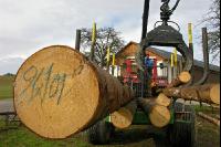 Holz laden 36