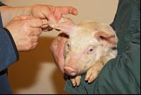 Schwein Narkose 4