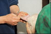 Schwein Narkose 1