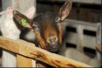 Geiss Blick 1