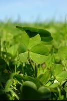 White clover veg 2