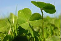 White clover veg 3