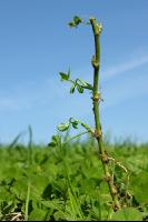 White clover veg 4