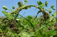 White clover veg 7