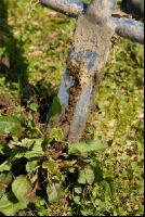 Ampfer stechen 1