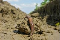 Wurm Pflugfurche 1