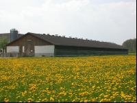 Legehennen Halle 9