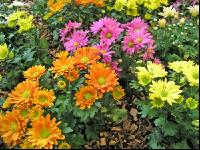 Chrysanthemen 1