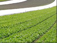 Gemüseanbau Tirol 6