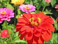 Zinnia 1