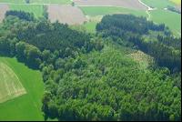 Mischwald Luft 3