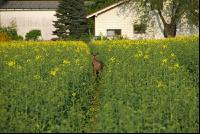 Rehe Raps 2