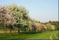Mostobst Blüte 13