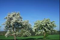 Mostobst Blüte 14