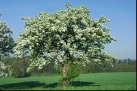 Mostobst Blüte 15
